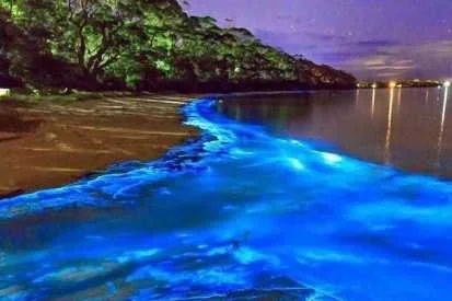 Blue bioluminescent water at Jamaica's Luminous Lagoon